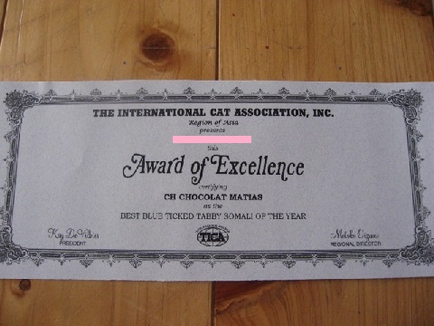 SOMALI BLUE TICKED TABBY�����ʓ���